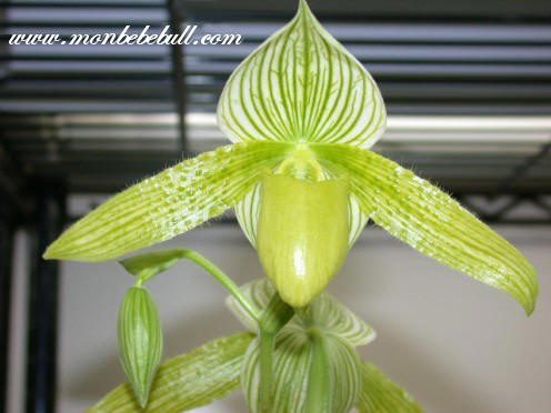 Paph Green Horizon.jpg